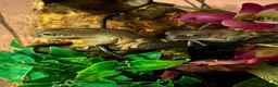 Frog reptiles for sale: Four Chunky Whites Tree Frogs and Full Set up  in Bristol - Advert 2