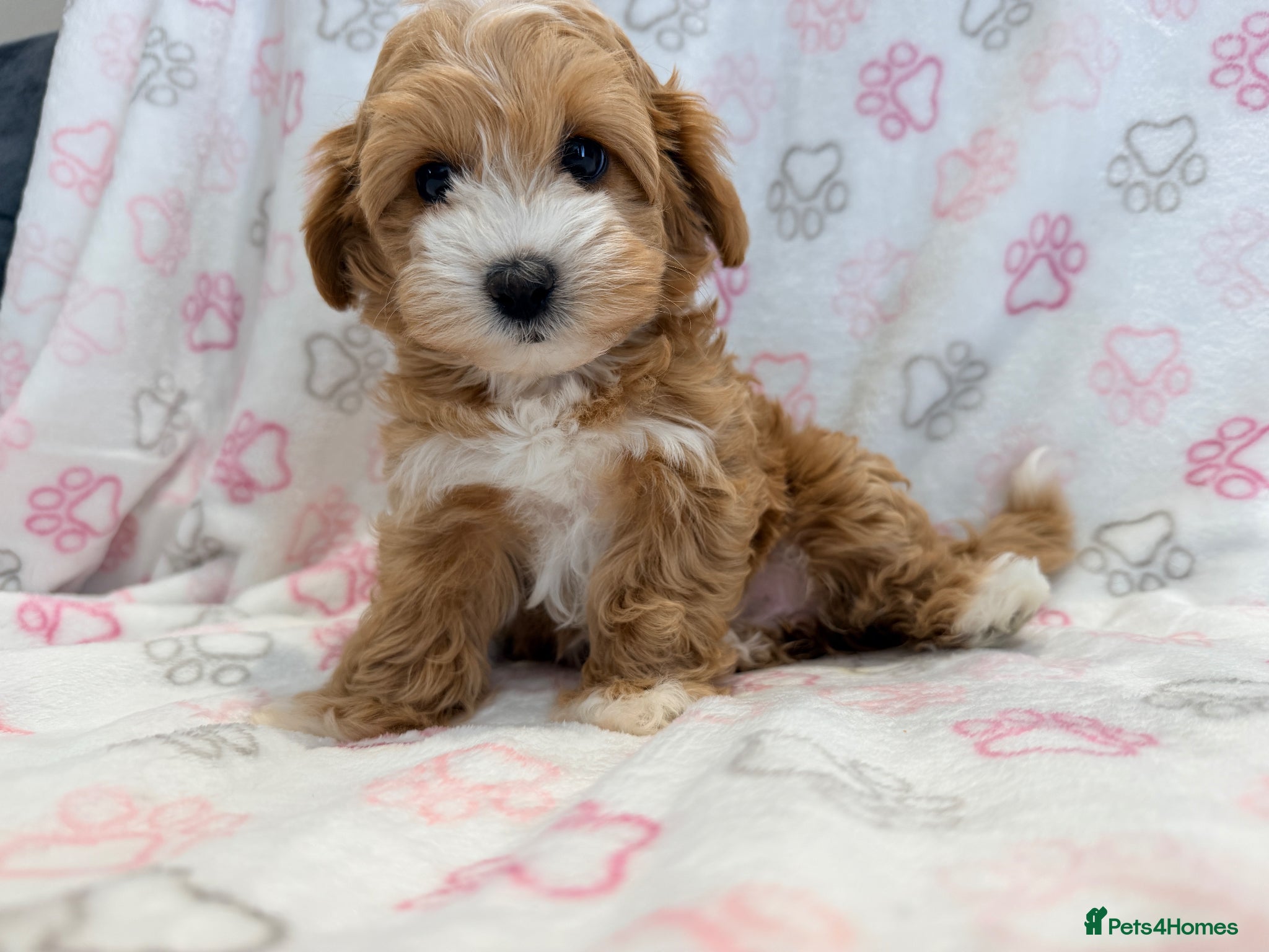 Maltipoo dogs Beautiful F1 Health Tested Maltipoo babies 💙🐾💖 - Advert 1