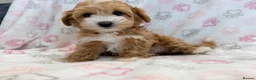 Maltipoo dogs for sale: Beautiful F1 Health Tested Maltipoo babies 💙🐾💖 - Advert 1