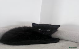 Mixed Breed cats for sale: 4 female kittens for sale - Image 12