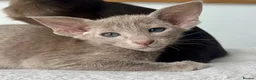 Oriental cats for sale: Exceptional show quality Orientals and Siamese  - Advert 16