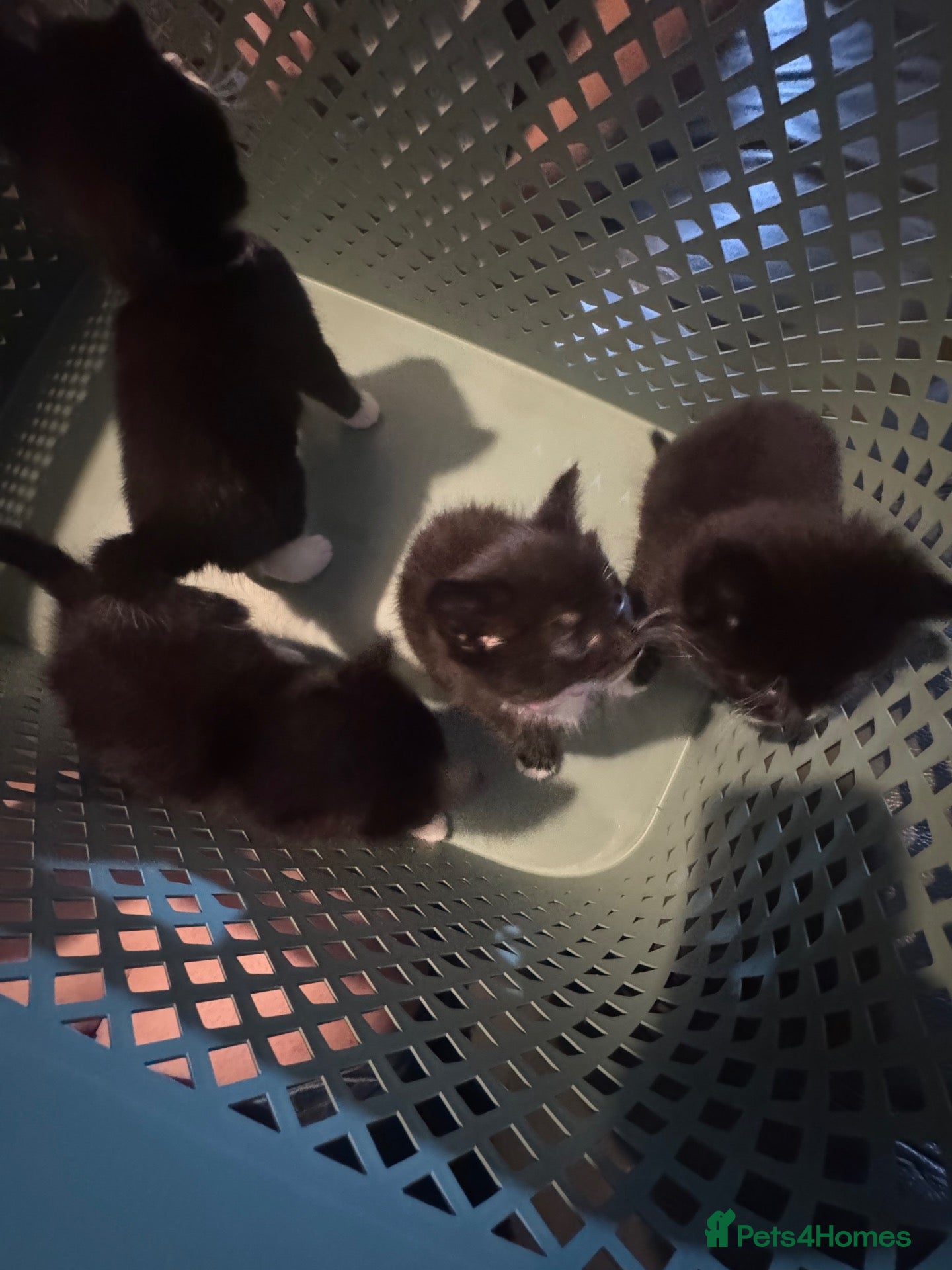 Mixed Breed cats 4 Adorable ragdoll x tuxedo kittens - Advert 1