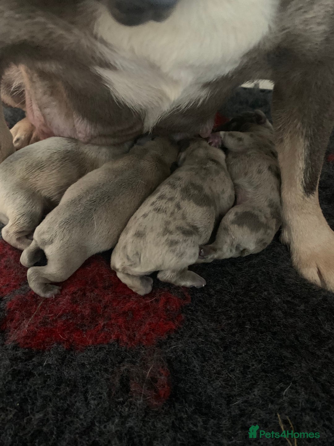 French Bulldog dogs for sale: French bulldogs  - Advert 14