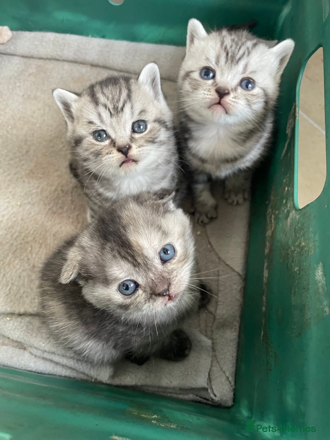 Scottish Fold cats for sale: Pedigree Scottish fold kittens for sale - Image 7