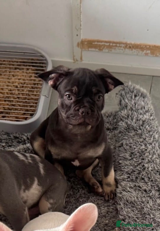French Bulldog dogs Beautiful French Bulldog puppies - Advert 2