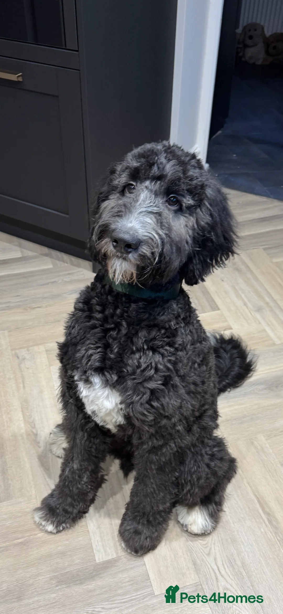 Bernedoodle dogs for sale: Bernadoodle  in Macclesfield - Advert 1