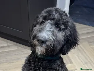 Bernedoodle dogs Bernadoodle in Macclesfield - Advert 4