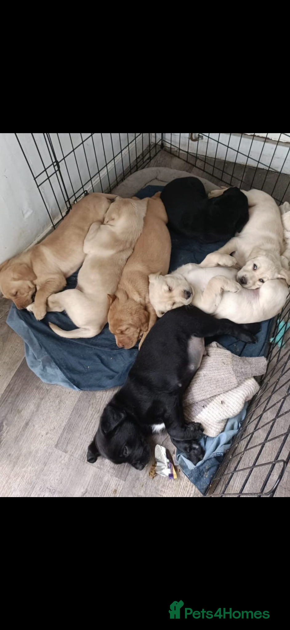 Labrador Retriever dogs for sale: Adorable Labrador Puppies - Advert 1