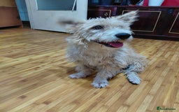 Mixed Breed dogs for adoption: A Gentle & Beautiful Girl - for a Loving Home - Image 2