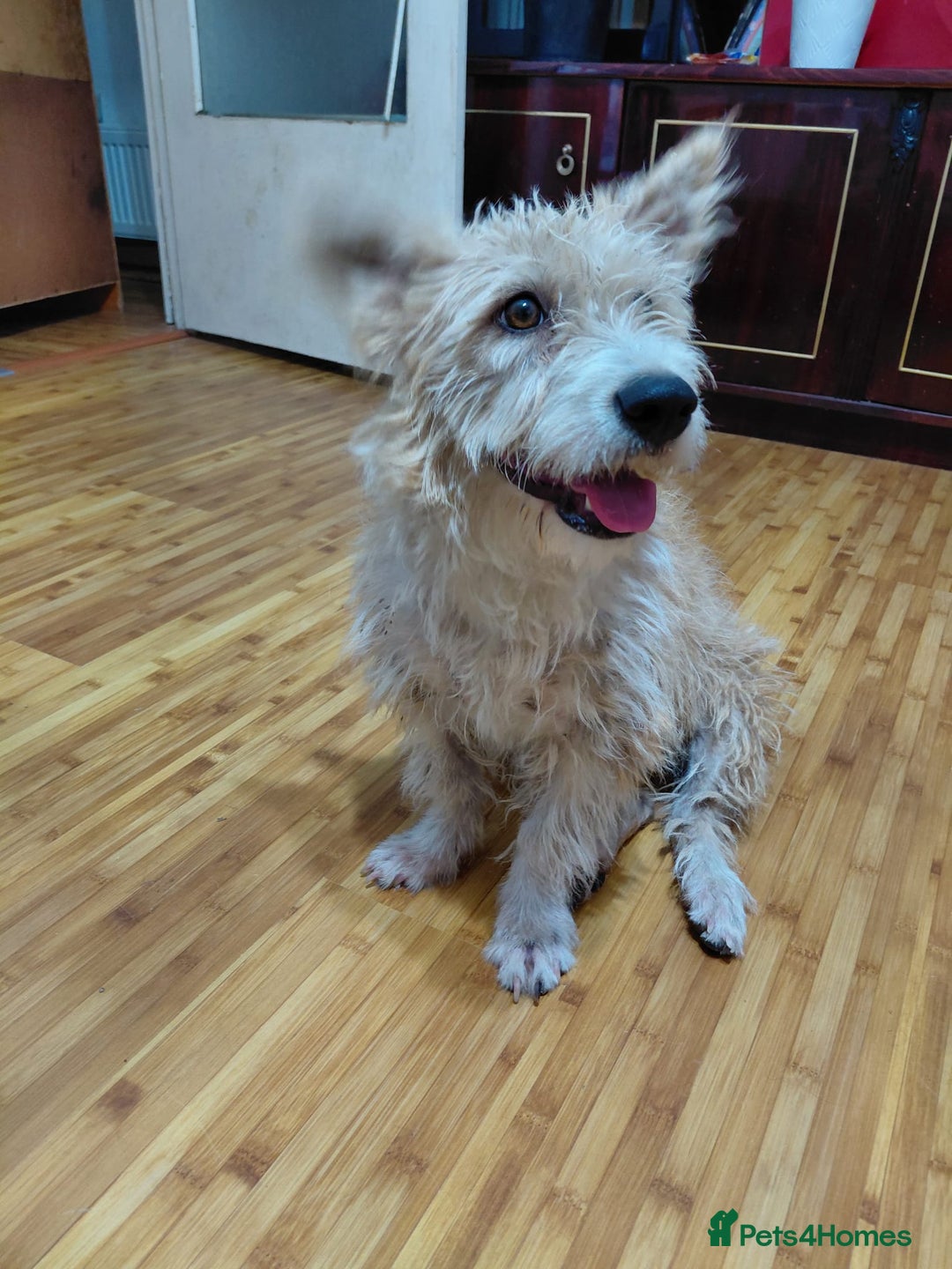 Mixed Breed dogs for adoption: A Gentle & Beautiful Girl - for a Loving Home - Image 2