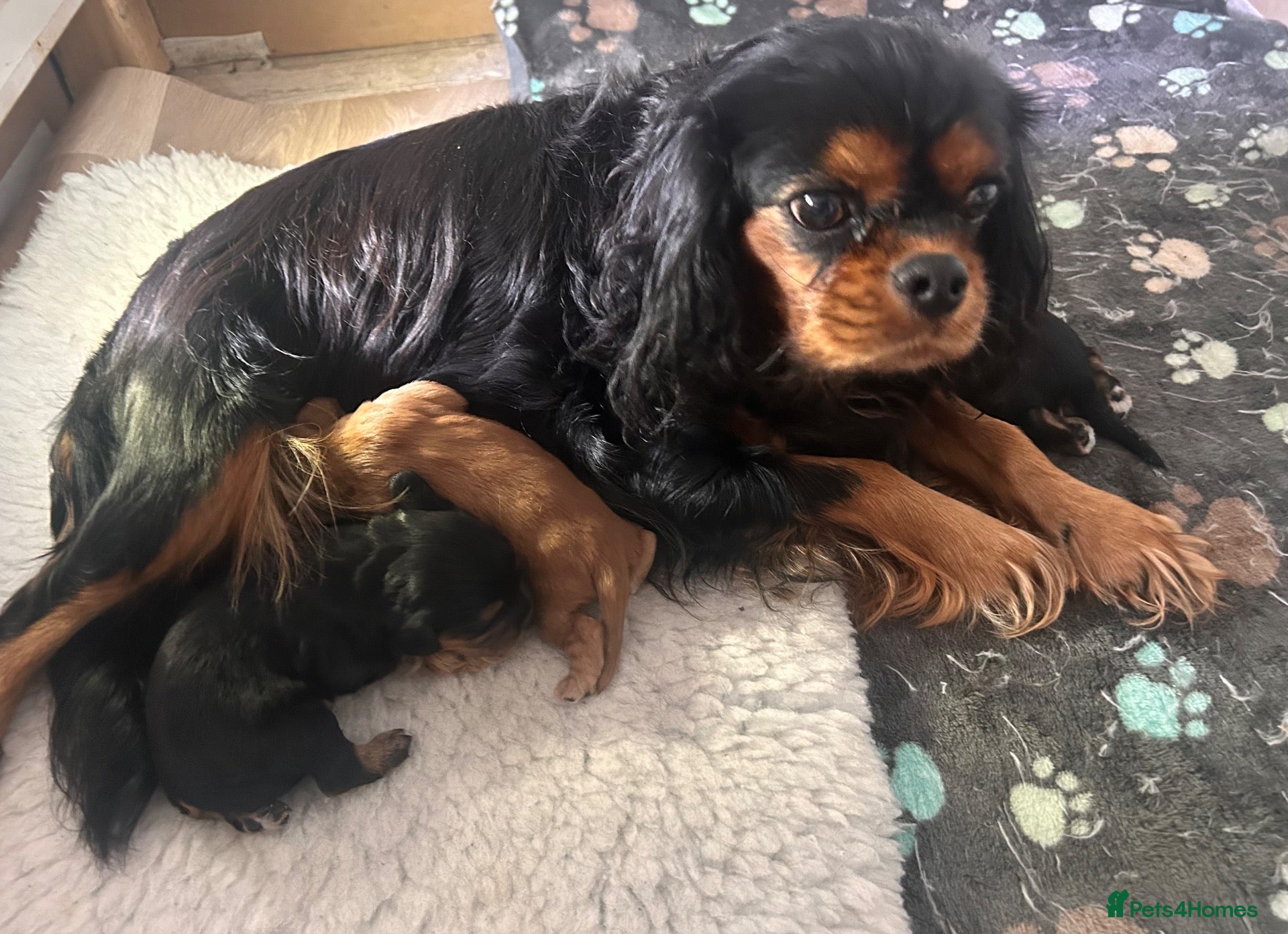Cavalier King Charles Spaniel dogs Fully health tested litter of 3 girls  - Advert 5