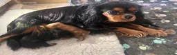 Cavalier King Charles Spaniel dogs for sale: Fully health tested litter of 3 girls  in York - Advert 1