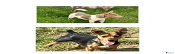 Jack Russell dogs for sale: Jack Russell puppies Rainbow 🌈 litter  in Hatfield - Advert 5