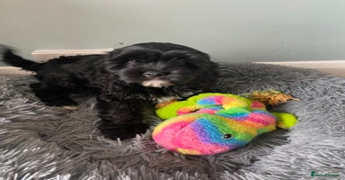 Mixed Breed dogs - Advert 6