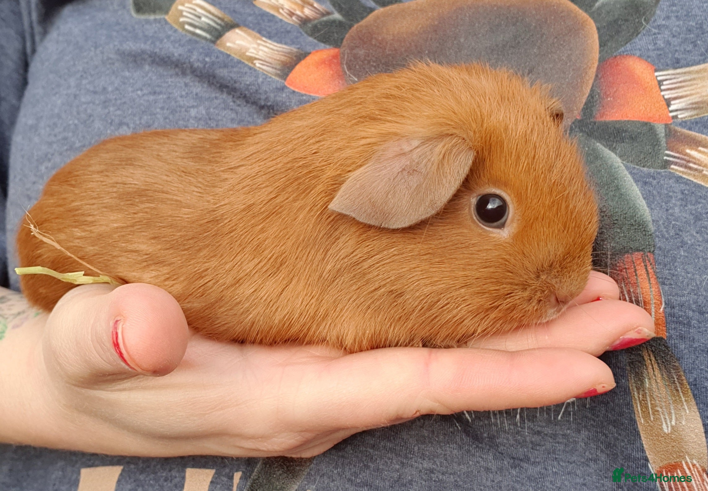 Guinea Pig rodents guinea pigs  - Advert 6