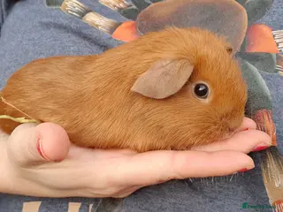 Guinea Pig rodents guinea pigs - Advert 6