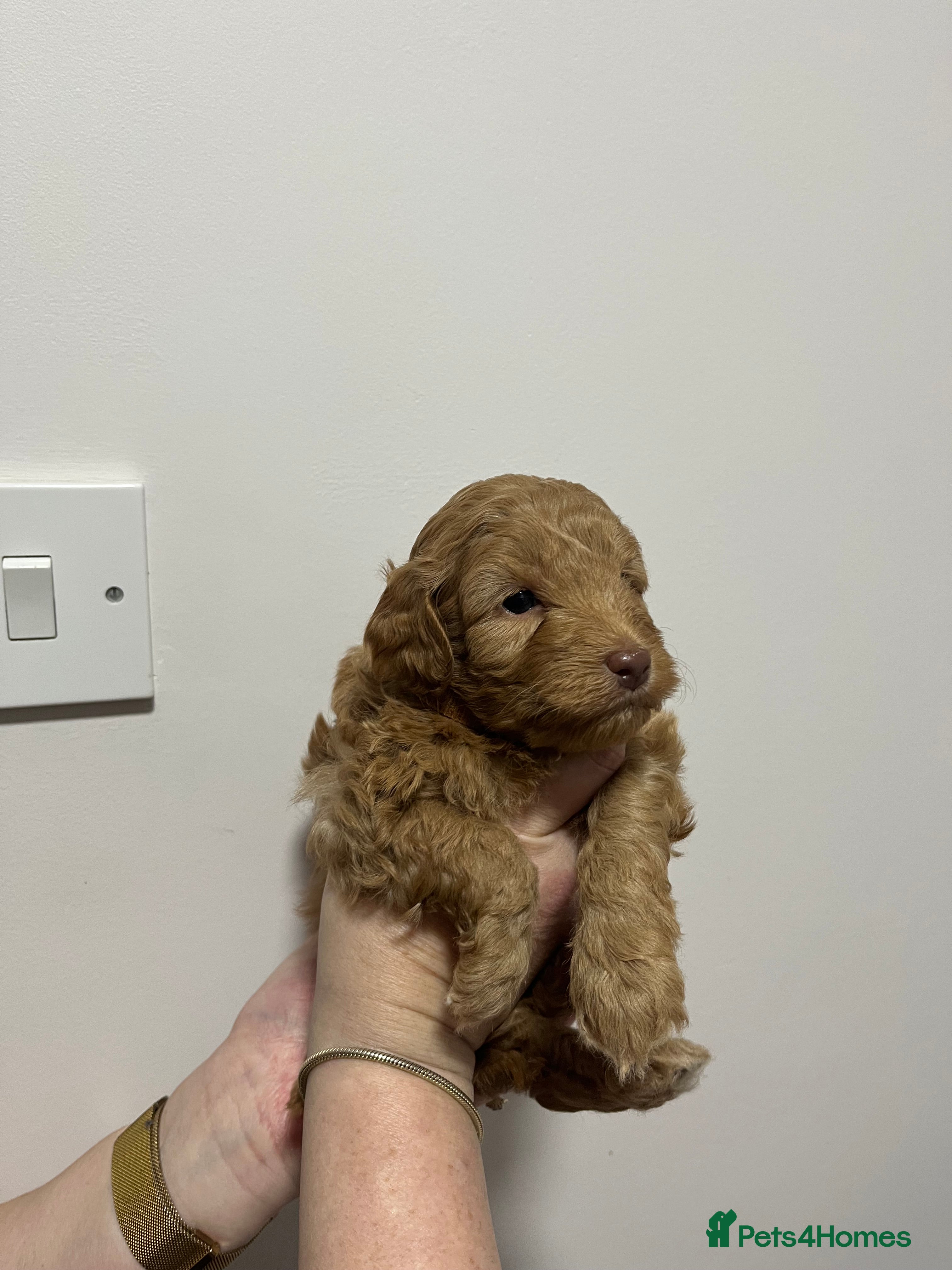 Cockapoo dogs Gorgeous toy cockapoo puppies  - Advert 17