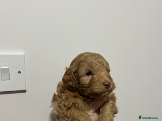 Cockapoo dogs Gorgeous toy cockapoo puppies - Advert 17