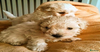 Maltipoo dogs F1 HEALTH TESTED FLUFFY TOY MALTIPOO PUPPIES  - Advert 1