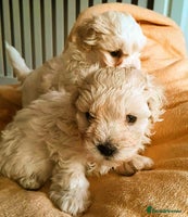 Maltipoo dogs F1 HEALTH TESTED FLUFFY TOY MALTIPOO PUPPIES - Advert 1