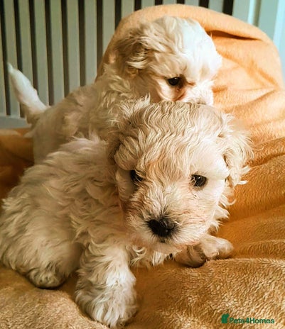 Maltipoo dogs F1 HEALTH TESTED FLUFFY TOY MALTIPOO PUPPIES - Advert 1