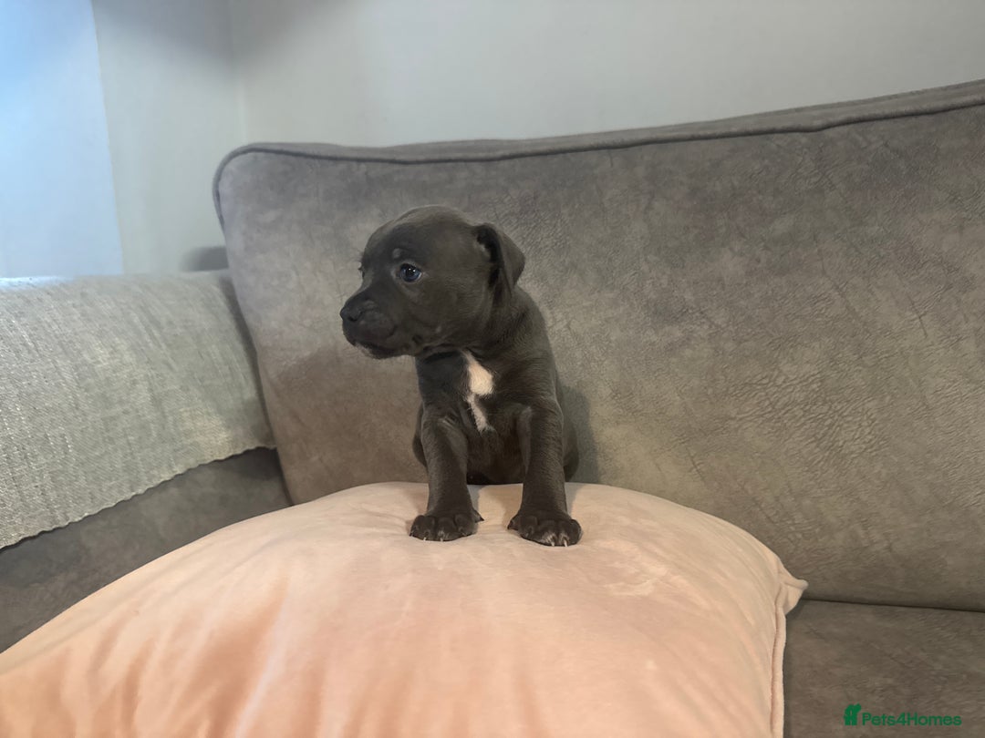 Staffordshire Bull Terrier dogs for sale: Blue Staffordshire Bull Terriers Staffy staffie - Image 19