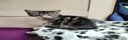 Mixed Breed cats for sale: 2 gorgeous playful kittens - Advert 9
