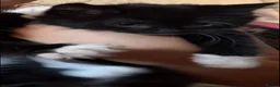 Mixed Breed cats for sale: Girl kittens  - Advert 2