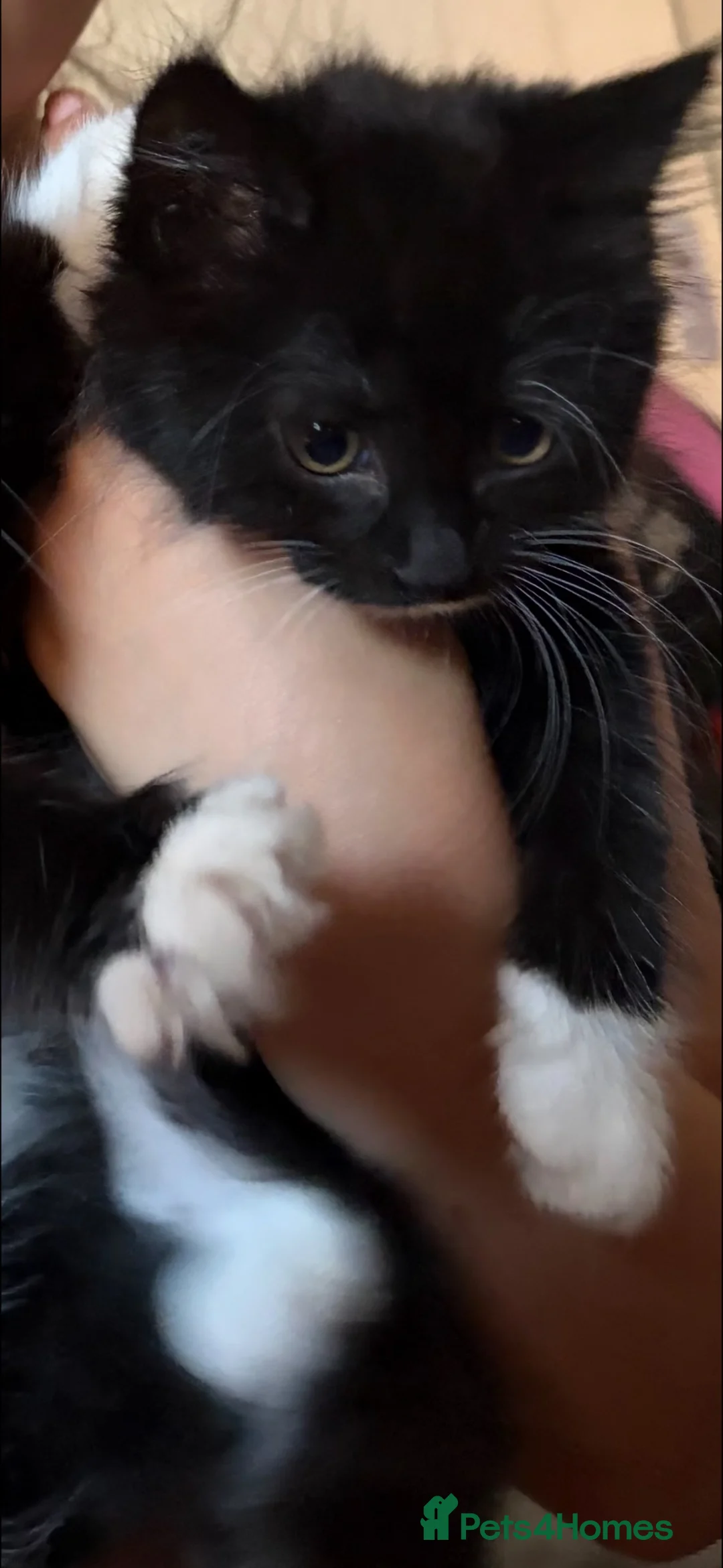 Mixed Breed cats for sale: Girl kittens  - Advert 2