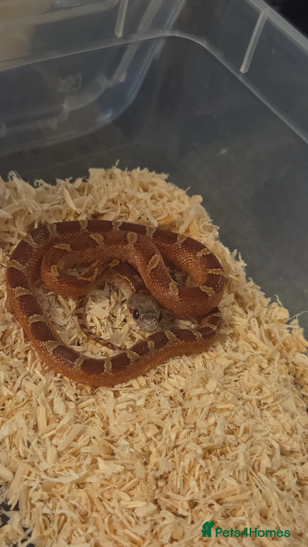 Corn Snake reptiles for sale: Baby Corn snake for sale - Advert 1