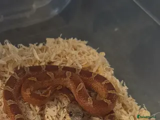 Corn Snake reptiles Baby Corn snake for sale - Advert 1