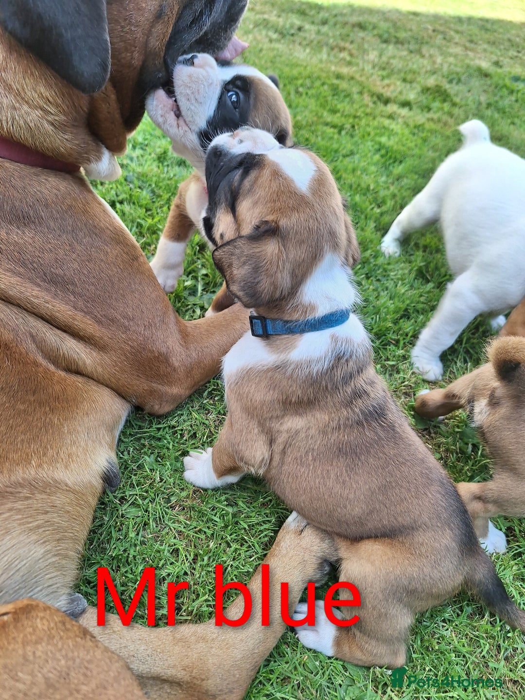 Boxer dogs for sale: Boxer puppies kennel club reg 5 star licence  - Image 24
