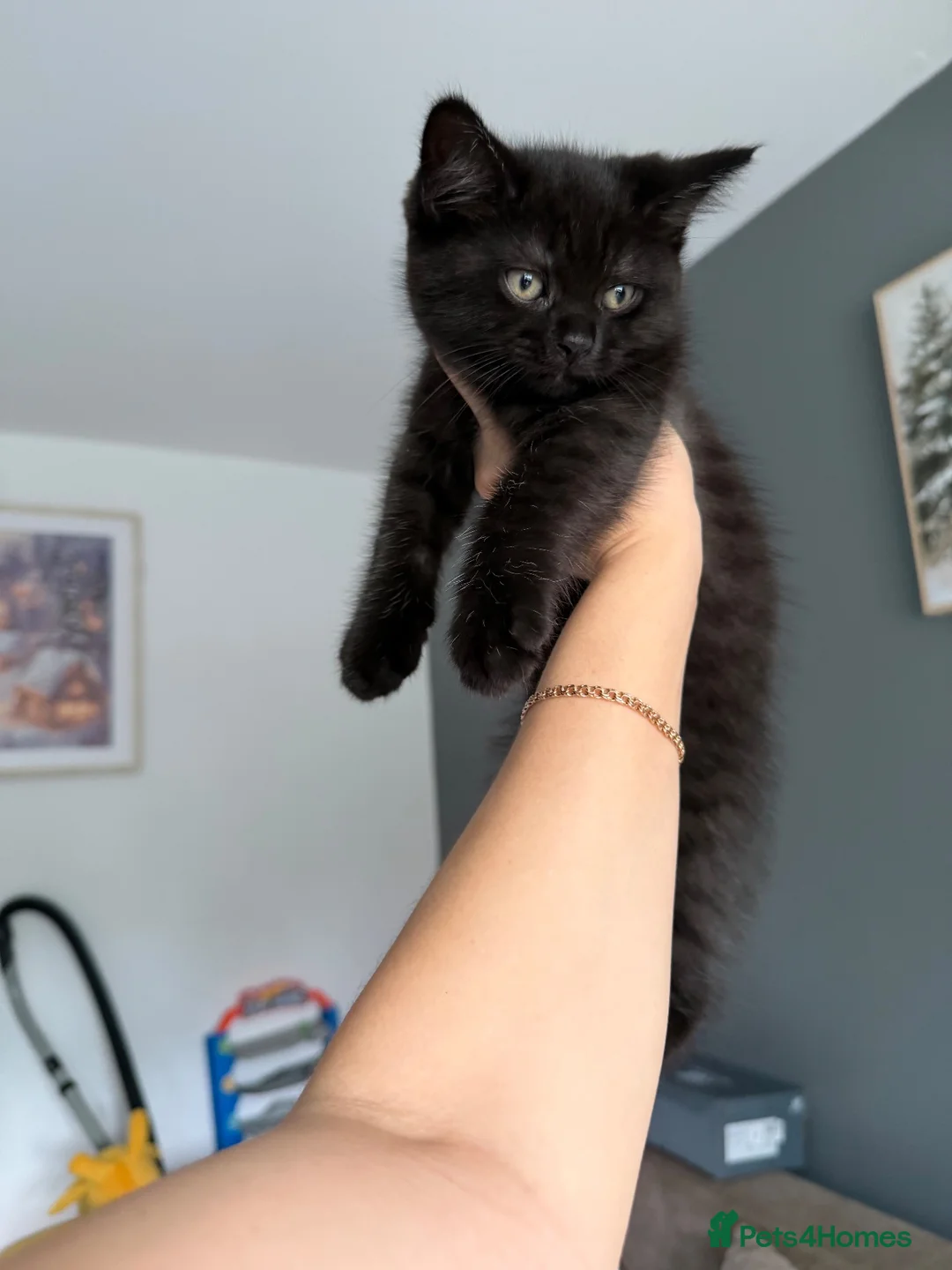 Mixed Breed cats for sale: Mixed British shorthair - Advert 12