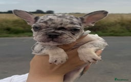 French Bulldog dogs for sale: *REDUCED* Beautiful male  French bulldog puppy  - Image 10