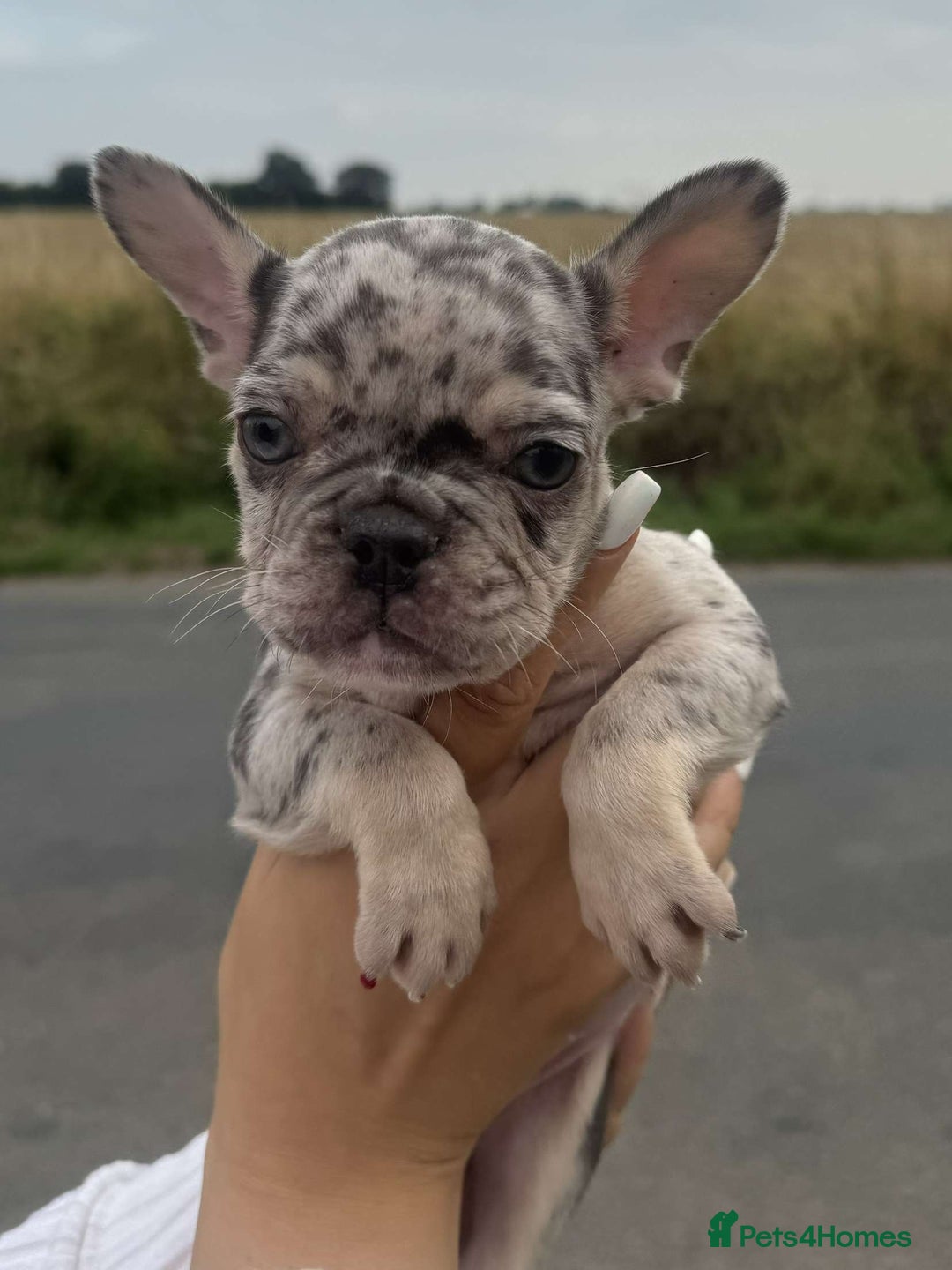 French Bulldog dogs for sale: *REDUCED* Beautiful male  French bulldog puppy  - Image 10