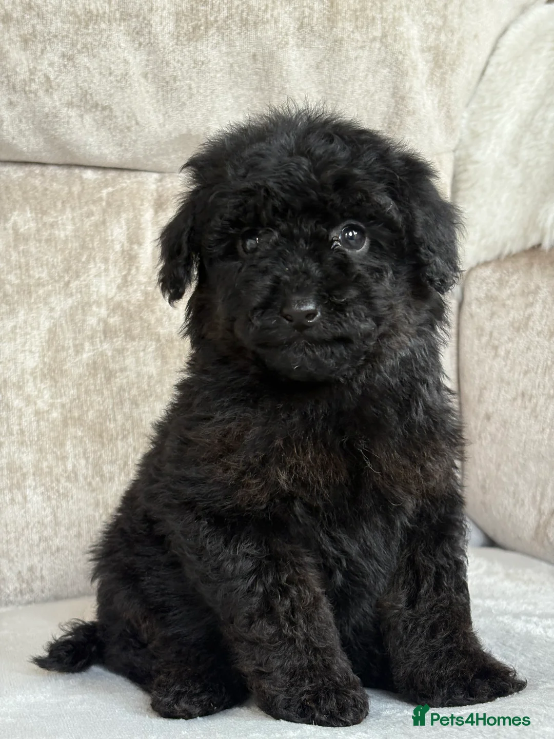 Miniature Poodle dogs for sale: Stunning miniature poodles - Advert 9