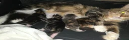 Maine Coon cats for sale: Beautiful Maine Coon Kittens  - Advert 12