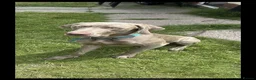 Weimaraner dogs for sale: Max 2 years old  - Advert 5