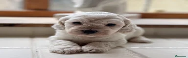 Cockapoo 4