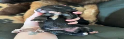 German Shepherd dogs for sale: German Shepherd Puppies in Selby - Advert 2