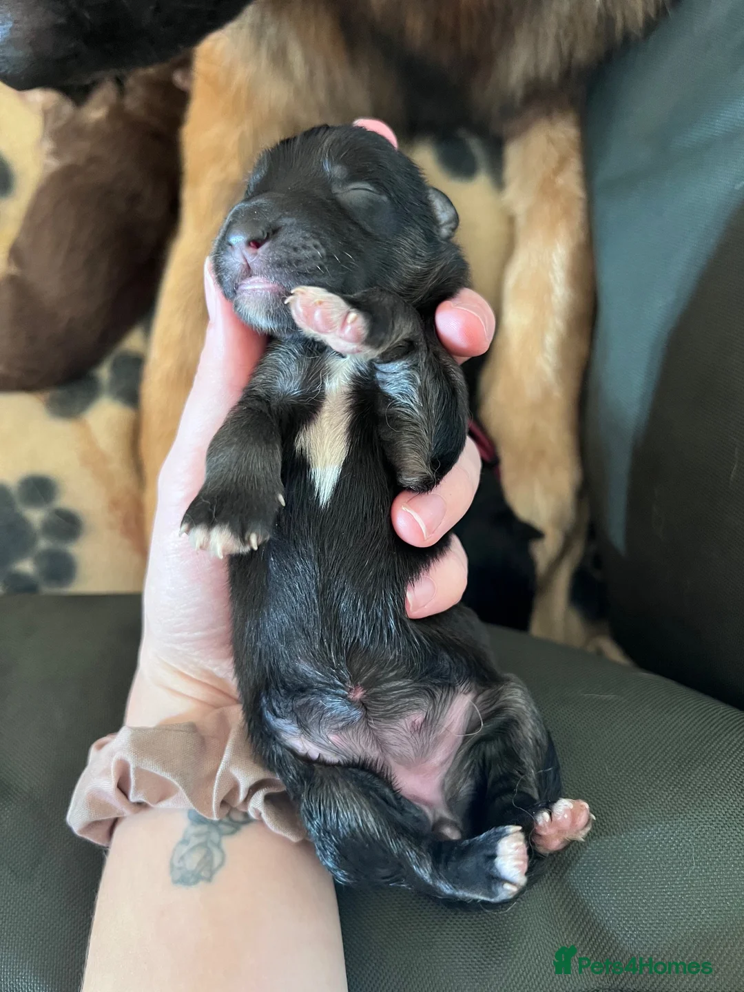 German Shepherd dogs for sale: German Shepherd Puppies in Selby - Advert 2
