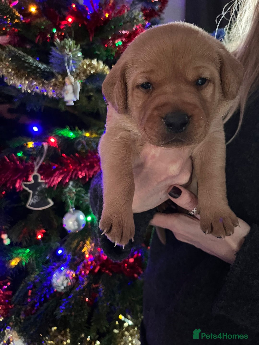 Labrador Retriever dogs for sale: KENNEL CLUB REGISTERED LABRADOR PUPPIES  - Advert 15