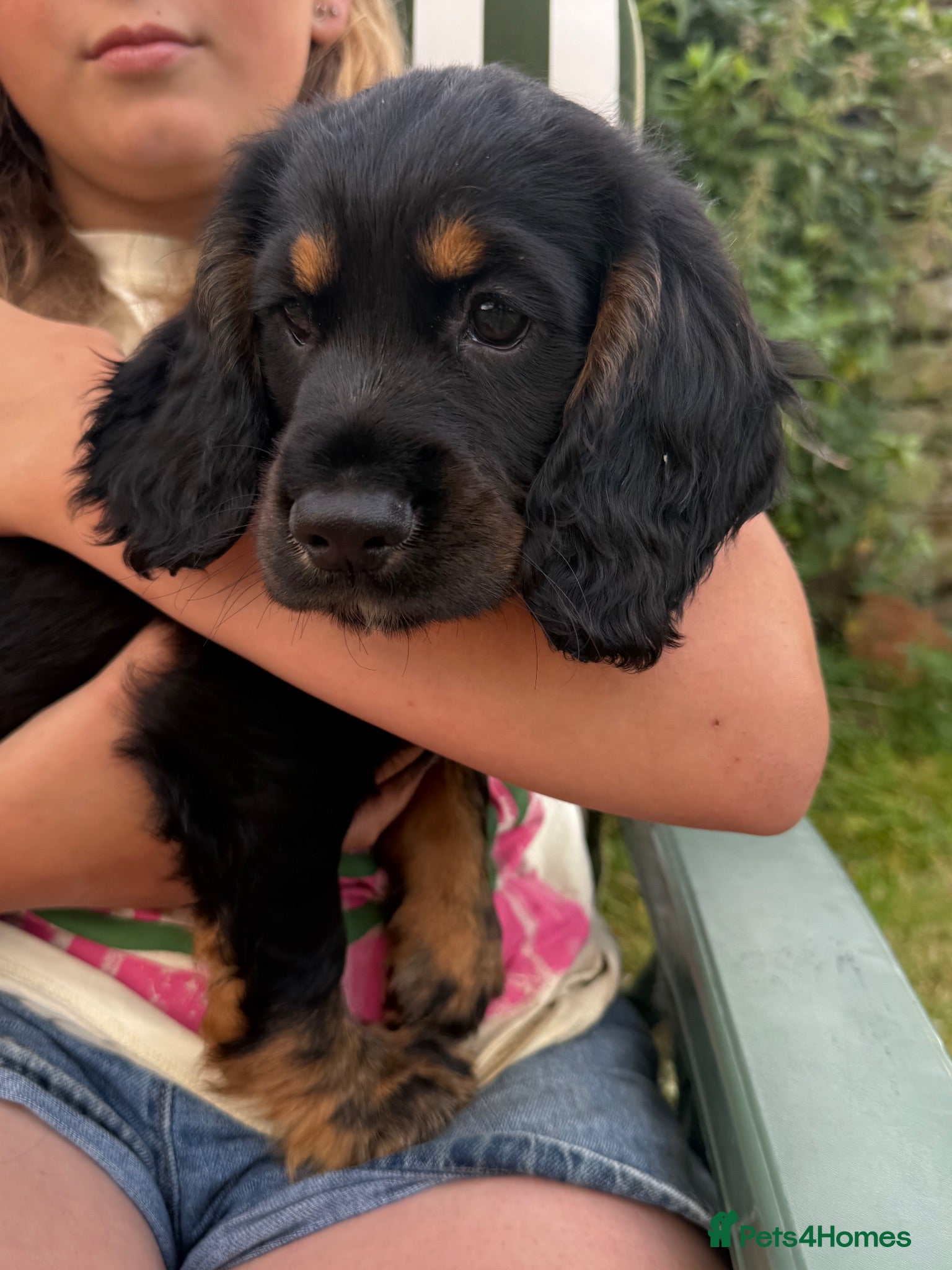 Cocker Spaniel dogs KC Reg Working Cocker Spaniel Puppies - Advert 2