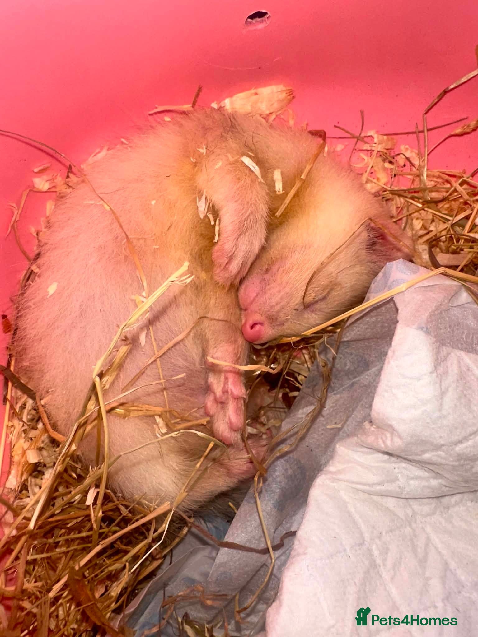 Ferret rodents 8 Week Old Hob Baby Ferret  - Advert 1