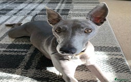 Whippet dogs for sale: Blue Male Whippet (6 Years) - Image 1
