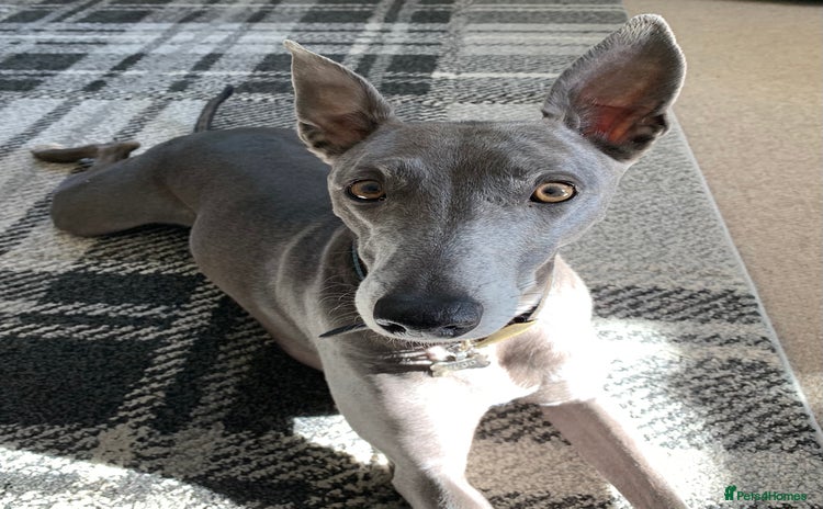 Whippet dogs - Advert 1