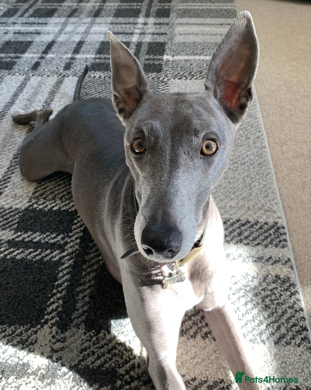 Whippet dogs for sale: Blue Male Whippet (6 Years) - Image 1