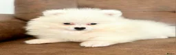 Pomeranian dogs for sale: White Pomeranian Males - Advert 3