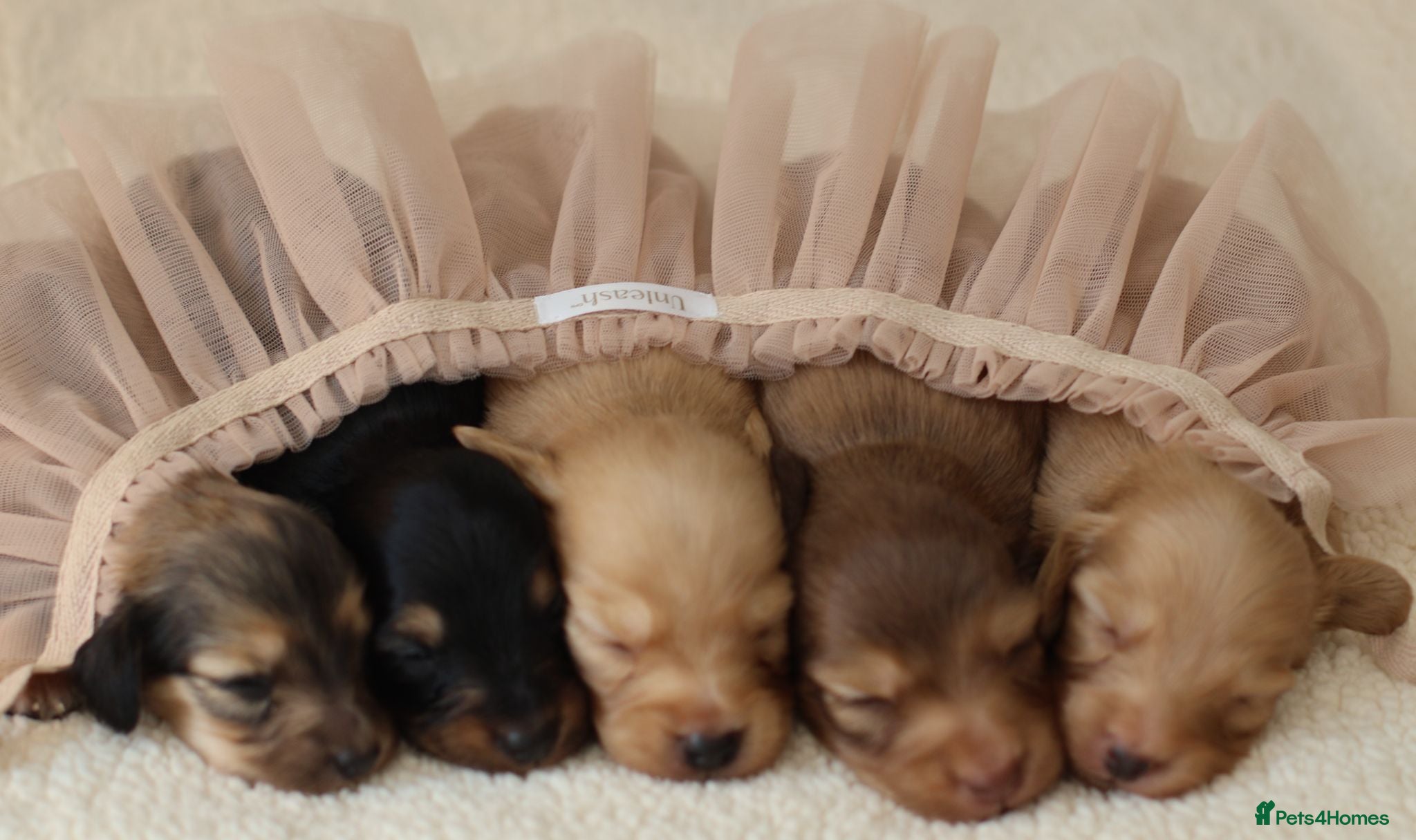 Miniature Dachshund dogs 5*Licensed+CREAM+LONGHAIR+Kc+PRACLEAR+VetChecked - Advert 1