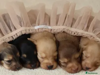 Miniature Dachshund dogs for sale: 5*Licensed+CREAM+LONGHAIR+Kc+PRACLEAR+VetChecked - Advert 1